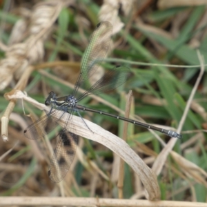 Austroargiolestes icteromelas at Numeralla, NSW - 31 Dec 2022