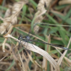 Austroargiolestes icteromelas at Numeralla, NSW - 31 Dec 2022