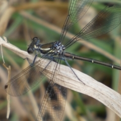 Austroargiolestes icteromelas at Numeralla, NSW - 31 Dec 2022