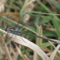 Austroargiolestes icteromelas at Numeralla, NSW - 31 Dec 2022