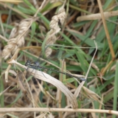 Austroargiolestes icteromelas at Numeralla, NSW - 31 Dec 2022