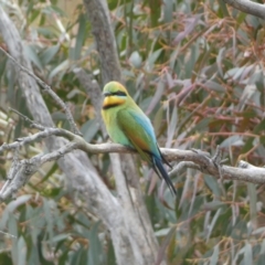Merops ornatus (Rainbow Bee-eater) at Numeralla, NSW - 31 Dec 2022 by Steve_Bok