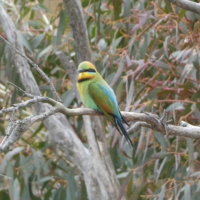 Merops ornatus (Rainbow Bee-eater) at Numeralla, NSW - 31 Dec 2022 by SteveBorkowskis