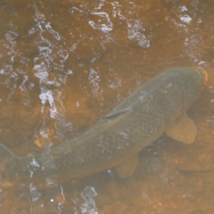 Cyprinus carpio at Numeralla, NSW - 31 Dec 2022