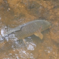 Cyprinus carpio at Numeralla, NSW - suppressed