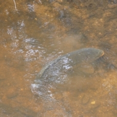 Cyprinus carpio at Numeralla, NSW - 31 Dec 2022