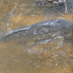 Cyprinus carpio at Numeralla, NSW - suppressed