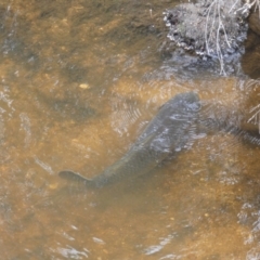 Cyprinus carpio at Numeralla, NSW - 31 Dec 2022