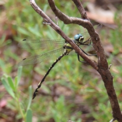 Parasynthemis regina (Royal Tigertail) at Piney Ridge - 5 Jan 2023 by MatthewFrawley