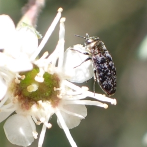 Diphucrania sp. (genus) at Murrumbateman, NSW - 4 Jan 2023 01:15 PM