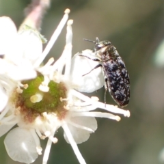 Diphucrania sp. (genus) (Jewel Beetle) at Murrumbateman, NSW - 4 Jan 2023 by SimoneC