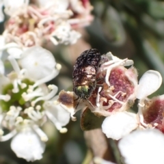 Diphucrania sp. (genus) at Murrumbateman, NSW - 4 Jan 2023