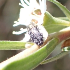 Diphucrania sp. (genus) at Murrumbateman, NSW - 4 Jan 2023