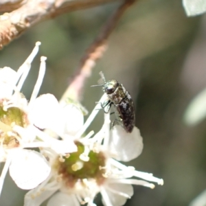 Diphucrania sp. (genus) at Murrumbateman, NSW - 4 Jan 2023
