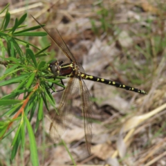 Synthemis eustalacta (Swamp Tigertail) at Piney Ridge - 5 Jan 2023 by MatthewFrawley