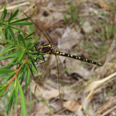 Synthemis eustalacta (Swamp Tigertail) at Piney Ridge - 5 Jan 2023 by MatthewFrawley