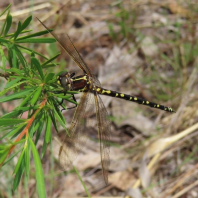 Synthemis eustalacta (Swamp Tigertail) at Block 402 - 5 Jan 2023 by MatthewFrawley