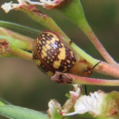 Paropsis pictipennis (Tea-tree button beetle) at Stromlo, ACT - 5 Jan 2023 by MatthewFrawley