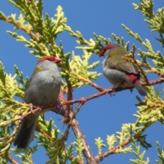 Neochmia temporalis (Red-browed Finch) at Numeralla, NSW - 31 Dec 2022 by Steve_Bok