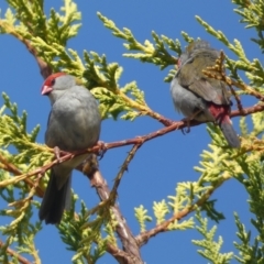 Neochmia temporalis at Numeralla, NSW - suppressed