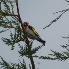 Carduelis carduelis (European Goldfinch) at Numeralla, NSW - 30 Dec 2022 by Steve_Bok