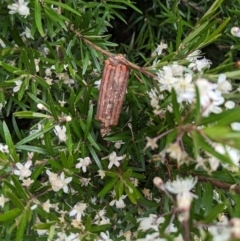 Clania lewinii & similar Casemoths (Parallel stick Case Moths) at Acton, ACT - 5 Jan 2023 by HelenCross