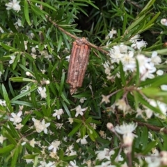 Clania lewinii (Lewin's case moth) at Acton, ACT - 5 Jan 2023 by HelenCross
