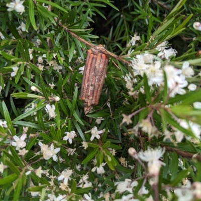 Clania lewinii (Lewin's case moth) at Acton, ACT - 5 Jan 2023 by HelenCross