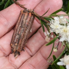 Clania lewinii & similar Casemoths at Acton, ACT - 5 Jan 2023