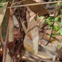 Heteronympha merope (Common Brown Butterfly) at Block 402 - 5 Jan 2023 by MatthewFrawley