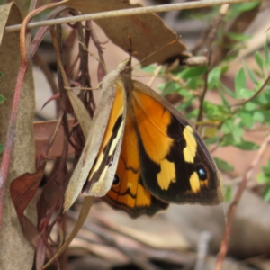 Heteronympha merope at Stromlo, ACT - 5 Jan 2023 02:53 PM