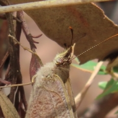 Heteronympha merope at Stromlo, ACT - 5 Jan 2023