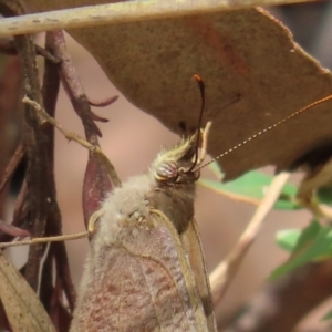 Heteronympha merope at Stromlo, ACT - 5 Jan 2023 02:53 PM