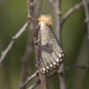 Epicoma contristis at Hawker, ACT - 2 Jan 2023