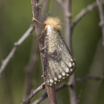 Epicoma contristis (Yellow-spotted Epicoma Moth) at Hawker, ACT - 1 Jan 2023 by AlisonMilton