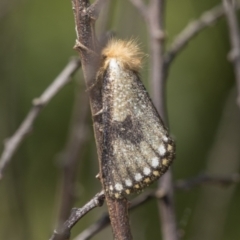 Epicoma contristis (Yellow-spotted Epicoma Moth) at Hawker, ACT - 1 Jan 2023 by AlisonMilton