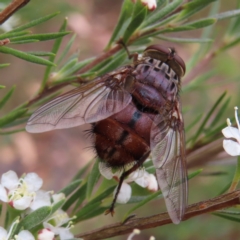 Rutilia (Donovanius) sp. (genus & subgenus) (A Bristle Fly) at Block 402 - 5 Jan 2023 by MatthewFrawley