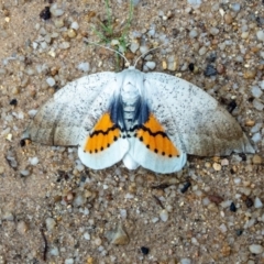 Gastrophora henricaria (Fallen-bark Looper, Beautiful Leaf Moth) at Paddys River, ACT - 3 Jan 2023 by Philip