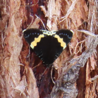 Eutrichopidia latinus (Yellow-banded Day-moth) at Block 402 - 5 Jan 2023 by MatthewFrawley