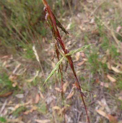 Cymbopogon refractus (Barbed-wire Grass) at Block 402 - 5 Jan 2023 by MatthewFrawley
