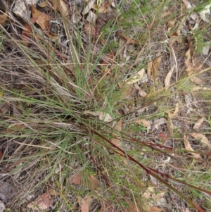 Cymbopogon refractus at Stromlo, ACT - 5 Jan 2023