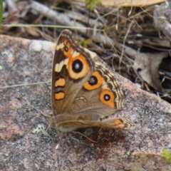 Junonia villida (Meadow Argus) at Stromlo, ACT - 5 Jan 2023 by MatthewFrawley