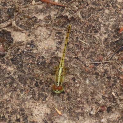 Diplacodes bipunctata (Wandering Percher) at Stromlo, ACT - 5 Jan 2023 by MatthewFrawley