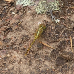 Diplacodes bipunctata at Stromlo, ACT - 5 Jan 2023