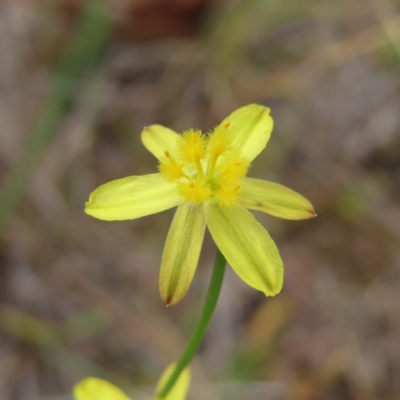 Tricoryne elatior (Yellow Rush Lily) at Block 402 - 5 Jan 2023 by MatthewFrawley