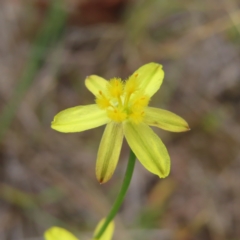 Tricoryne elatior (Yellow Rush Lily) at Stromlo, ACT - 5 Jan 2023 by MatthewFrawley