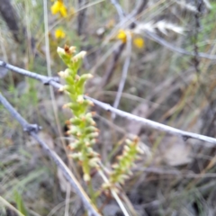 Microtis sp. (Onion Orchid) at Mount Majura - 5 Jan 2023 by abread111