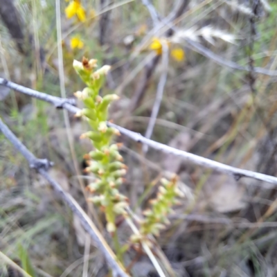 Microtis sp. (Onion Orchid) at Mount Majura - 5 Jan 2023 by abread111