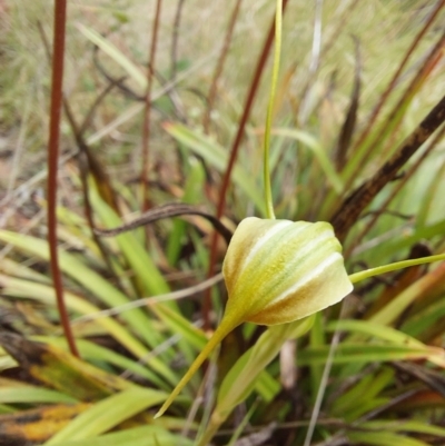 Diplodium sp. (A Greenhood) at Gibraltar Pines - 5 Jan 2023 by Venture