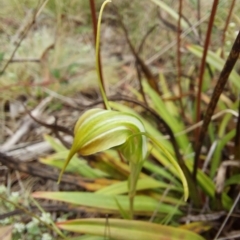 Diplodium sp. at Paddys River, ACT - suppressed